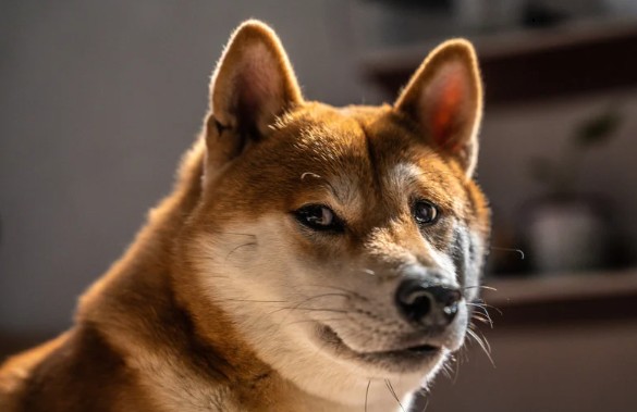 Can the Great Meme Reset Succeed